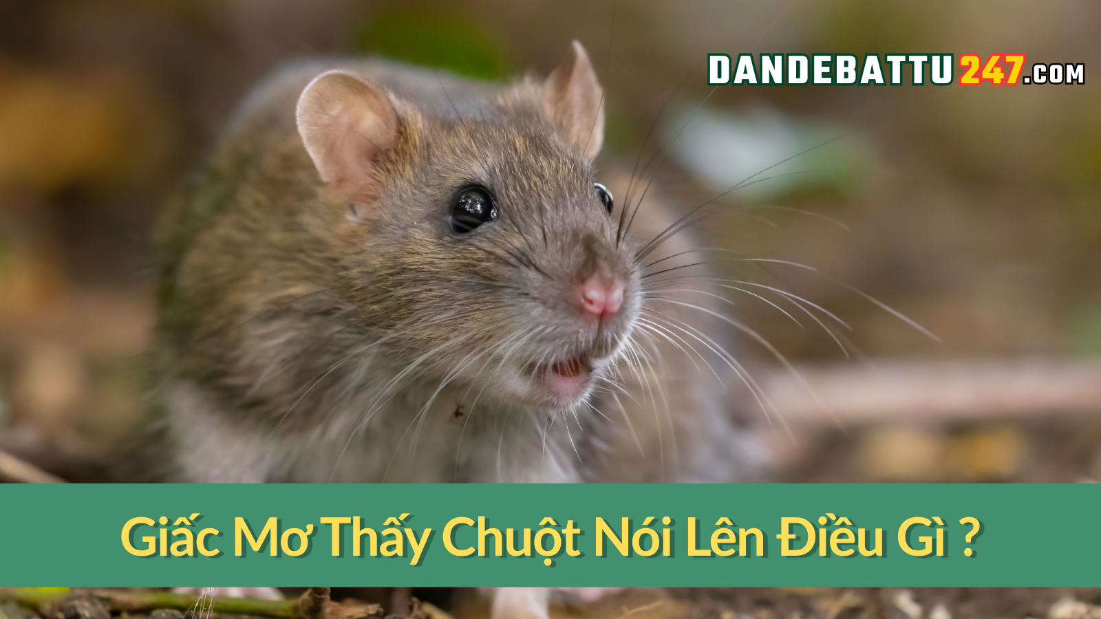 Giấc Mơ Thấy Chuột Nói Lên Điều Gì ?